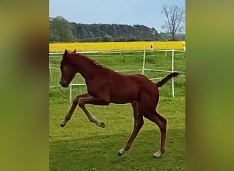 Cheval de sport allemand, Jument, Poulain (04/2024), 170 cm, Alezan brûlé