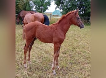 Cheval de sport allemand, Jument, Poulain (04/2024), 170 cm, Alezan brûlé