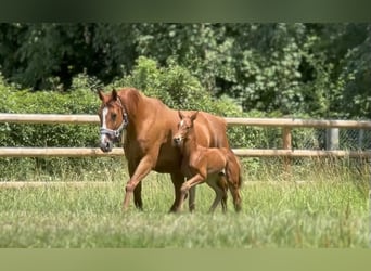 Cheval de sport allemand, Jument, , 170 cm, Alezan