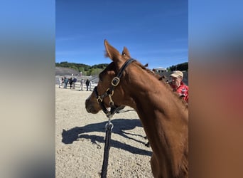 Cheval de sport allemand, Jument, Poulain (03/2026), 170 cm, Alezan