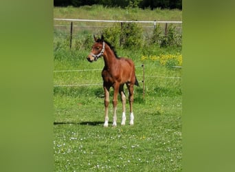 Cheval de sport allemand, Jument, Poulain (03/2026), 170 cm, Bai brun