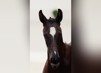 Cheval de sport allemand, Jument, Poulain (05/2026), 170 cm, Bai brun foncé