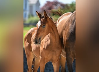 Cheval de sport allemand, Jument, Poulain (04/2025), 170 cm, Bai