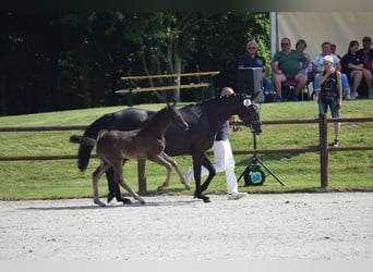 Cheval de sport allemand, Jument, Poulain (05/2025), 170 cm