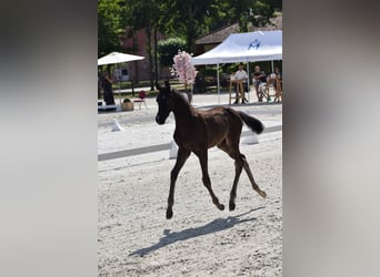 Cheval de sport allemand, Jument, Poulain (05/2025), 170 cm