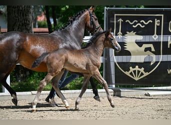 Cheval de sport allemand, Jument, Poulain (05/2026), 170 cm, Gris