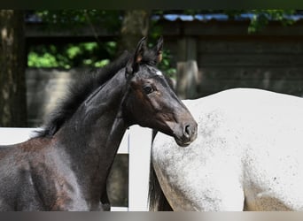 Cheval de sport allemand, Jument, Poulain (01/2026), 170 cm, Gris