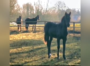 Cheval de sport allemand, Jument, Poulain (05/2025), 170 cm, Noir