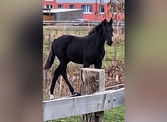 Cheval de sport allemand, Jument, Poulain (05/2025), 170 cm, Noir