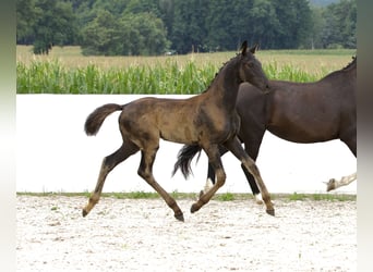 Cheval de sport allemand, Jument, Poulain (04/2024), 170 cm, Noir