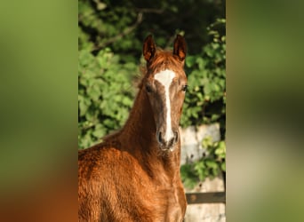 Cheval de sport allemand, Jument, Poulain (05/2025), 172 cm, Alezan brûlé