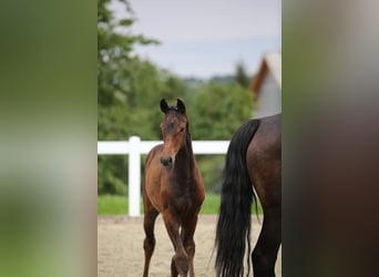 Cheval de sport allemand, Jument, Poulain (05/2025), 172 cm, Bai