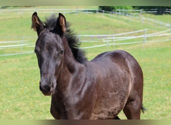 Cheval de sport allemand, Jument, Poulain (03/2026), 173 cm, Bai brun
