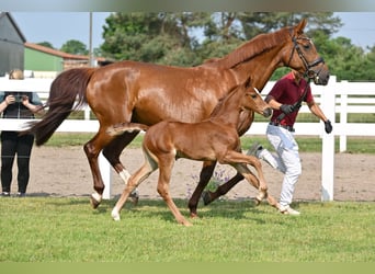 Cheval de sport allemand, Jument, Poulain (05/2025), Alezan brûlé