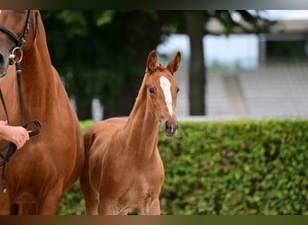 Cheval de sport allemand, Jument, Poulain (05/2026), Alezan