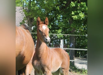 Cheval de sport allemand, Jument, , Alezan