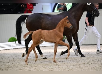 Cheval de sport allemand, Jument, Poulain (06/2026), Alezan