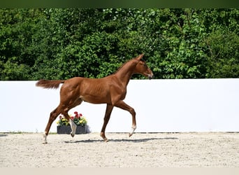 Cheval de sport allemand, Jument, , Alezan