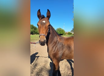 Cheval de sport allemand, Jument, Poulain (03/2026), Bai brun