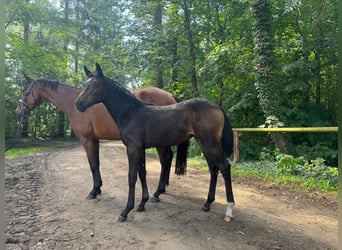 Cheval de sport allemand, Jument, Poulain (02/2025), Bai brun