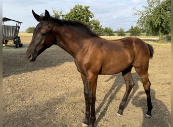 Cheval de sport allemand, Jument, Poulain (03/2026), Bai brun
