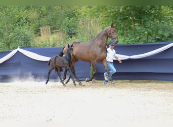 Cheval de sport allemand, Jument, Poulain (06/2026), Bai brun foncé