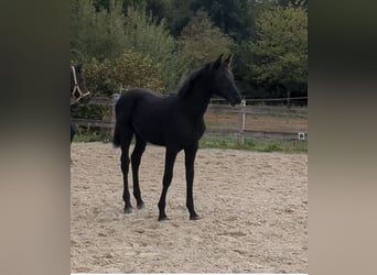 Cheval de sport allemand, Jument, Poulain (05/2026), Bai brun foncé
