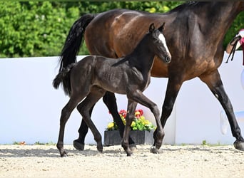 Cheval de sport allemand, Jument, Poulain (05/2025), Bai brun foncé