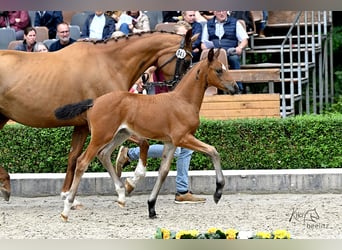 Cheval de sport allemand, Jument, Poulain (06/2025), Bai