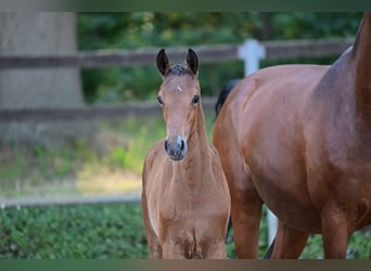 Cheval de sport allemand, Jument, Poulain (04/2023), Bai