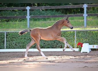 Cheval de sport allemand, Jument, Poulain (04/2023), Bai