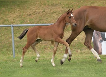 Cheval de sport allemand, Jument, Poulain (05/2025), Bai
