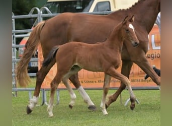Cheval de sport allemand, Jument, Poulain (05/2025), Bai