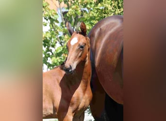 Cheval de sport allemand, Jument, Poulain (05/2025), Bai