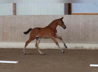 Cheval de sport allemand, Jument, Poulain (05/2025), Bai