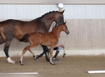 Cheval de sport allemand, Jument, Poulain (05/2025), Bai