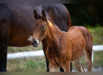 Cheval de sport allemand, Jument, Poulain (06/2025), Bai