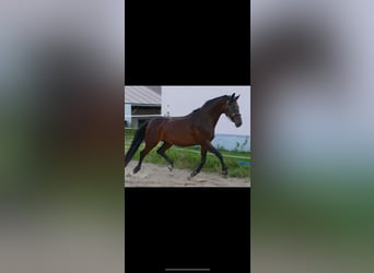 Cheval de sport allemand, Jument, Poulain (06/2025), Bai