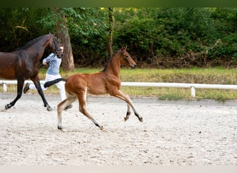 Cheval de sport allemand, Jument, Poulain (06/2025), Bai
