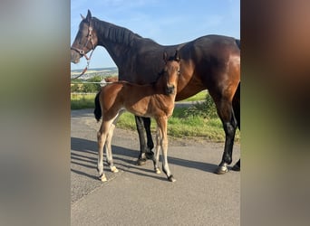 Cheval de sport allemand, Jument, Poulain (06/2025), Bai