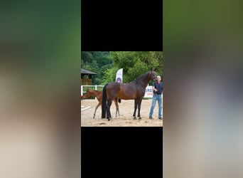 Cheval de sport allemand, Jument, Poulain (06/2025), Bai