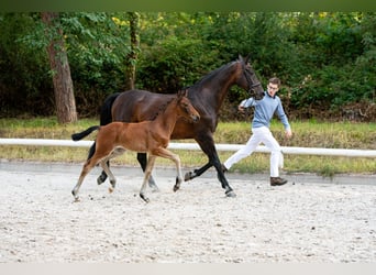 Cheval de sport allemand, Jument, Poulain (06/2025), Bai