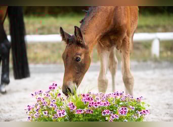 Cheval de sport allemand, Jument, Poulain (06/2025), Bai