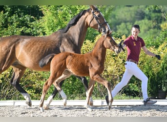Cheval de sport allemand, Jument, Poulain (03/2025), Bai