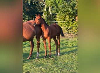 Cheval de sport allemand, Jument, Poulain (03/2026), Bai