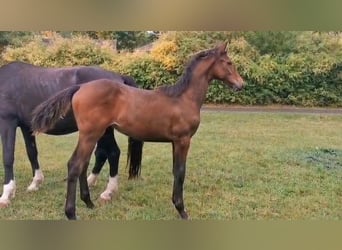 Cheval de sport allemand, Jument, Poulain (05/2025), Bai