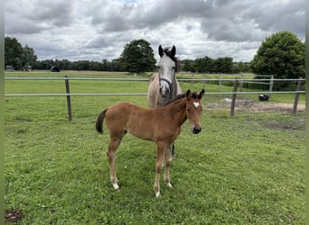 Cheval de sport allemand, Jument, Poulain (05/2026), Bai