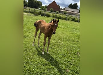 Cheval de sport allemand, Jument, Poulain (05/2026), Bai