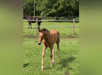 Cheval de sport allemand, Jument, Poulain (05/2026), Bai