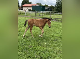 Cheval de sport allemand, Jument, Poulain (05/2026), Bai